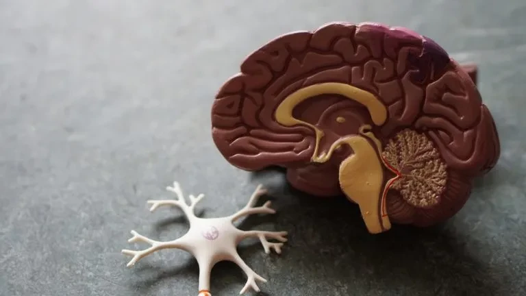 Brain anatomy display model